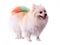 White pomeranian dog grooming colorful tail