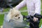 White Pomeranian German Spitz dog travels in a basket on a bicycle. faithful friends.