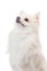White pomeranian looking at top