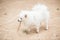 White Pomeranian Lulu playing with a stick