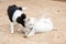 White Pomeranian Lulu playing with a stick