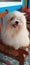 white pomeranian mini dogs with long fur