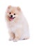 White pomeranian puppy dog