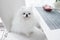 white pomeranian spitz dog sitting on a chair in the kitchen, top view