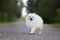 white pomeranian spitz dog walking outdoors in summer