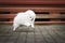 white pomeranian spitz puppy running outdoors