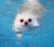 White pomeranian swimming