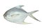 White Pomfret