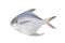 White Pomfret on white backbround.