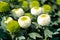 White pompons Chrysanthemum in the graden