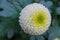 White pompons Chrysanthemum in the graden