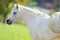 White pony close up on green background