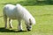 white pony eating grass on meadow