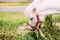 White Pony Eating Hay, Grass. Close Up Side View Of Head, Muzzle