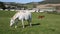 White pony grazing background of holiday chalets