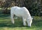 White pony grazing grass in the pastures