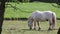 White pony horse