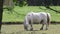 White pony horse grazing