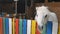 White pony outside the colorful fence