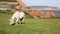 White pony and sandstone rock stacks Ladram Bay beach Devon England UK