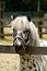 White pony speckled brown