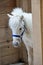 White pony in stall