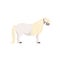 White pony, thoroughbred horse vector Illustration