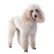 White poodle