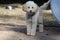 White Poodle Dog