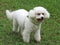 A white poodle dog on green grass, appearing to be smiling, it is the second smartest dog in the world. Faithful and companion,