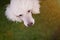 White poodle dog head