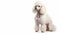 white Poodle dog on isolated white background