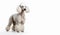 white Poodle dog on isolated white background