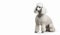 white Poodle dog on isolated white background