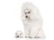White Poodle dog mother with her puppy