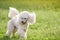 White poodle dog running on green grass field