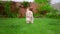 White poodle dog sniffing. Animal walking grass. Lovely pet on backyard garden