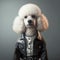 White poodle in a leather jacket. Smart look, serious view.