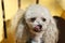 White poodle licking his chops