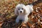 White poodle sitting, staring straight ahead