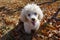 White poodle sitting yawning in autumn