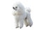 White Poodle stand isolated on white background