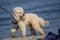 White poodle walking on a leash on a beach.