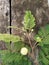 White popinac, Leucaena, Lead tree, Horse tamarind leaves and flowers