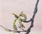 White poplar catkins on branch in spring with bokeh backgroun, shallow DOFd, selective focus