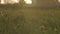 White poplar fluff flies in a field at sunset