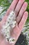 White poplar fluff on the hand palm. Allergy fluff season