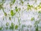 White Poplar fluff lies on the green grass, concept poplar allergy