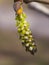 White poplar green female catkin on branch in spring with bokeh background, selective focus, shallow DOF