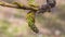 White poplar green female catkin on branch in spring with bokeh background, selective focus, shallow DOF